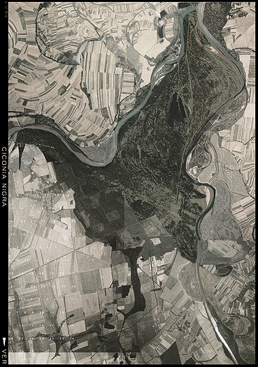 Ciconia Nigra (Fekete gólya), diplomamunka